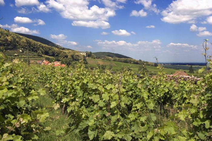 Villa Ludwigshöhe ligt prachtig tussen de wijnbergen in de Pfalz