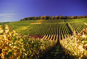 Op de wijnbergen van Franken groeien druiven waar de heerlijkste wijn van wordt gemaakt. 